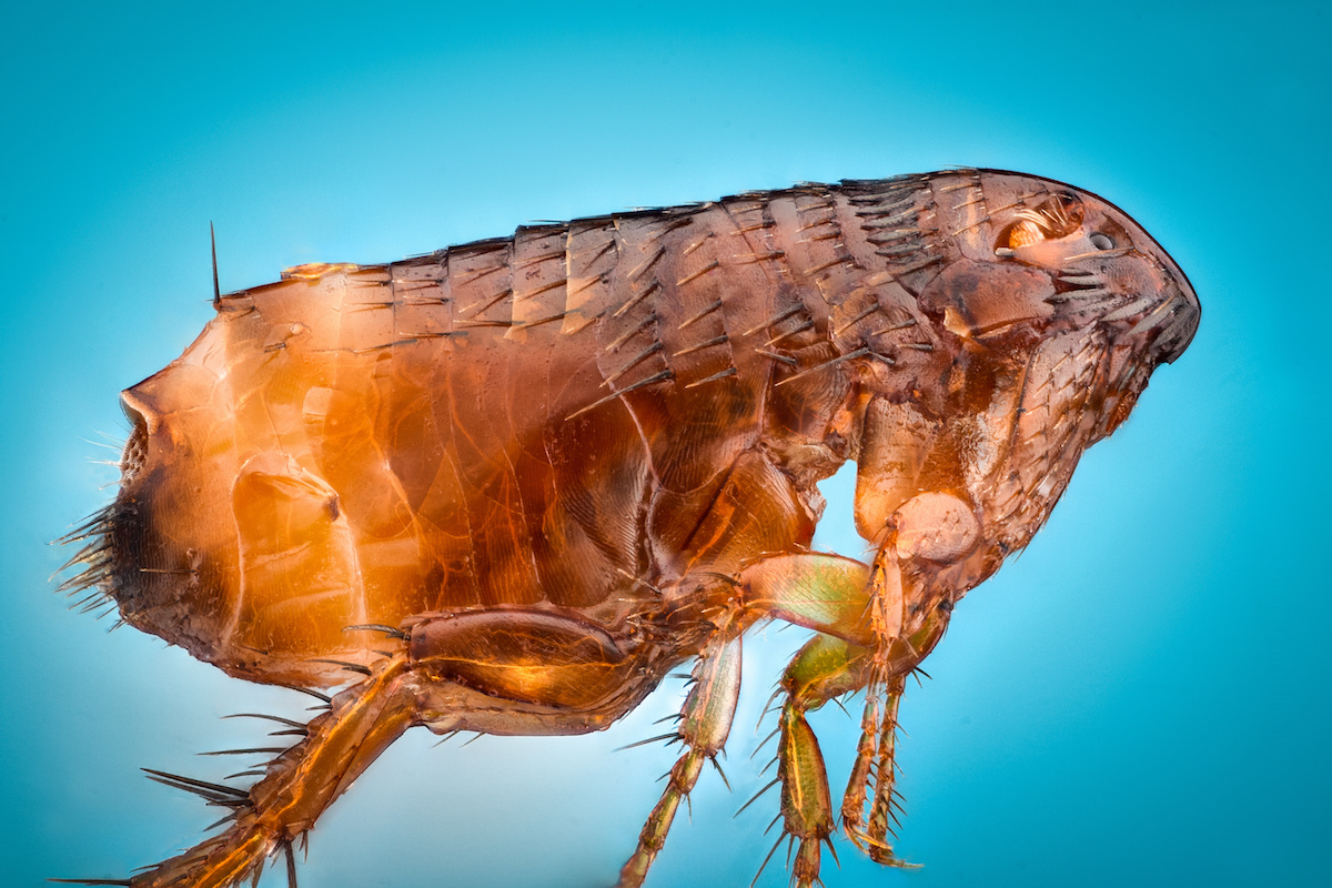 Will Carpet Cleaning Kill Fleas