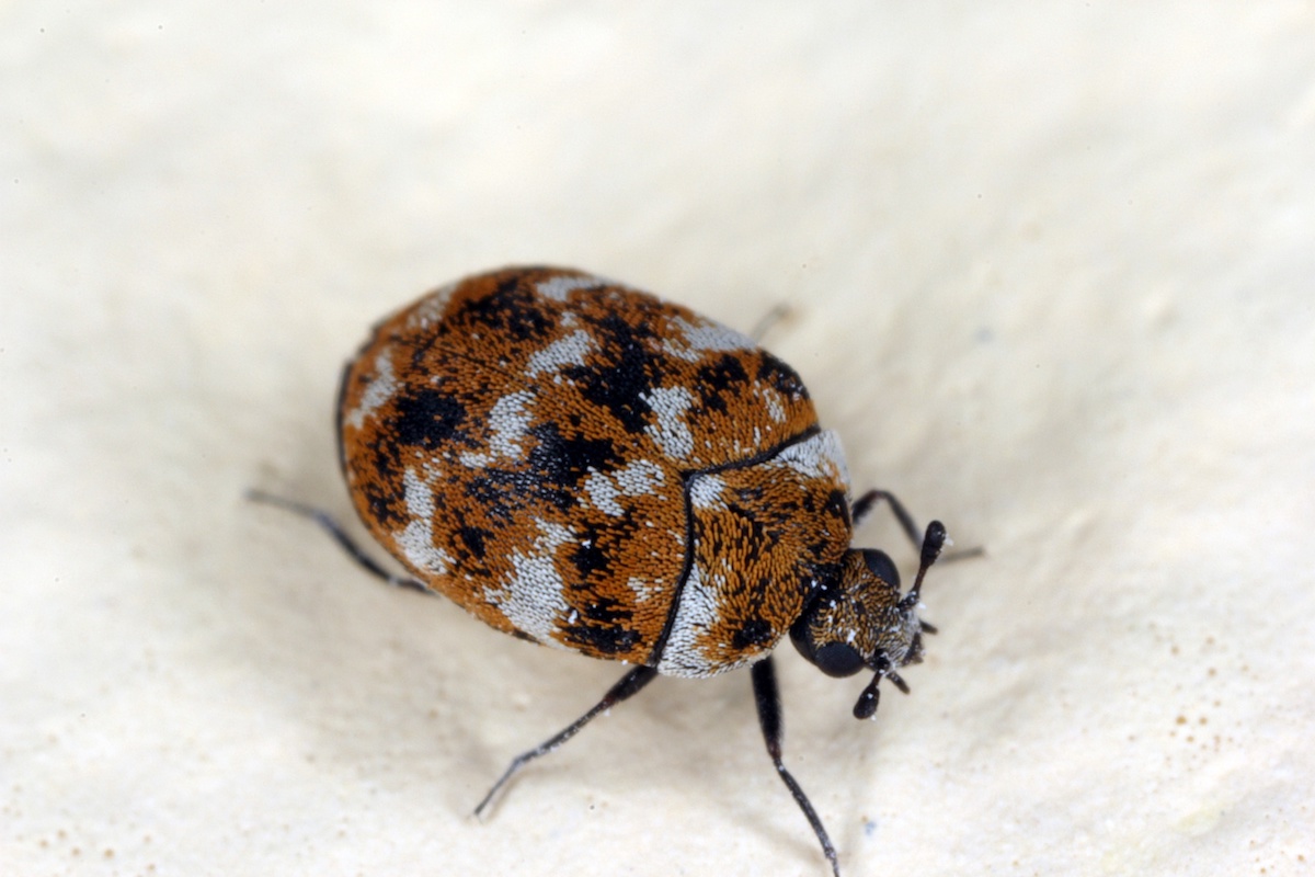 Carpet Beetles & Hair: A Personal Mystery Unfolded! - Carpet Cleaning Force