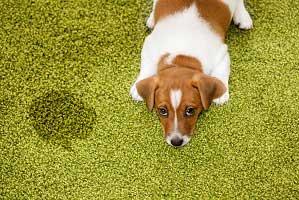 Carpet Pet Damage Chandler